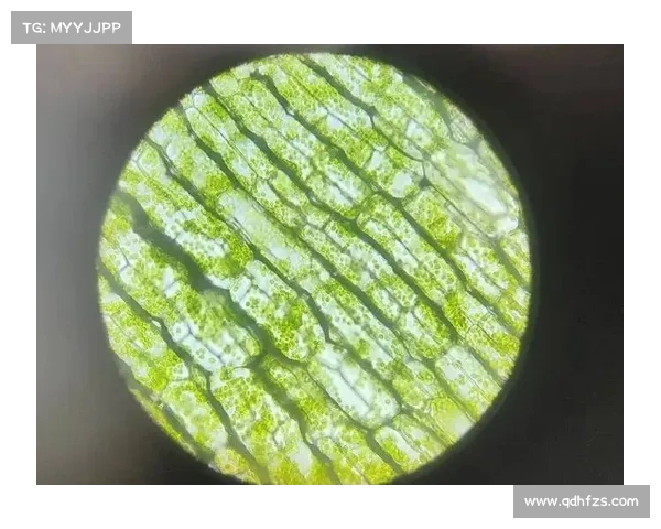 冰虫鳞片的独特结构对生物材料性能的启示与应用探索 冰虫鳞片的独特结构对生物材料性能的启示与应用探索